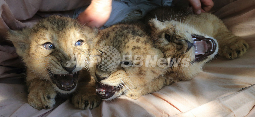 かわいい顔して意外に重い インドライオンの赤ちゃん 写真3枚 ファッション ニュースならmode Press Powered By Afpbb News