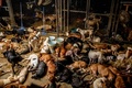 タイ・バンコクの郊外にある野良犬の保護施設に収容された犬たち（2020年4月6日撮影）。(c)Mladen ANTONOV / AFP