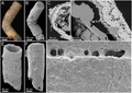 見つかったものとしては世界最古のものとされる多細胞生物の電子顕微鏡画像。(c)2017 Bengtson et al./creativecommons.org/licenses/by/4.0/
