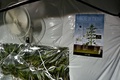 メキシコの首都メキシコ市の秘密の温室で医療目的用に栽培されている大麻草（2015年11月30日撮影）。(c)AFP/Yuri CORTEZ