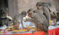 タイの首都バンコク（Bangkok）から北150キロのロッブリー（Lopburi）で29日、恒例の「モンキー・ビュッフェ（Monkey Buffet）」が行われ、4000キロ以上の果物や野菜などがサルたちに振舞われた。モンキー・ビュッフェは、同地域の観光促進イベントとして毎年行われているお祭り。

写真は、「モンキー・ビュッフェ」で振る舞われた果物を食べるサル（2009年11月29日撮影）。(c)AFP/Pornchai KITTIWONGSAKUL
