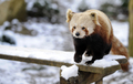 フランス東部アムネビル（Amneville）動物園の動物たち。写真はレッサーパンダ（レッドパンダ、2012年2月2日撮影）。(c)AFP/JEAN-CHRISTOPHE VERHAEGEN