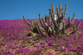 世界で最も乾燥した砂漠と言われる南米チリのアタカマ（Atacama）砂漠はことし、例年になく多い50ミリの降雨を記録。同砂漠内にあるジャノス・デ・チャジェ（Llanos de Challe）国立公園では、200種もの希少な固有植物が一斉に花を咲かせ、一面が花のじゅうたんとなっている。このうち14種は、絶滅の危惧にひんした植物だ。

写真は、ジャノス・デ・チャジェ国立公園内に咲き誇る花々（2011年11月5日撮影）。(c)AFP/ANTOINE LASSAGNE