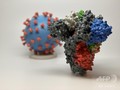 3Dプリンターで作成した新型コロナウイルス「2019-nCoV」の模型。米国立衛生研究所提供（2020年3月16日提供）。(c)Handout / National Institutes of Health / AFP