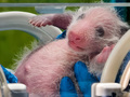 長隆野生動物ワールドで身体検査を受ける、三つ子ジャイアントパンダ「萌萌」が産んだ赤ちゃんパンダ（2024年7月2日撮影）。(c)Xinhua News