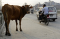 ネパールの首都カトマンズ（Kathmandu）で、路上をうろつくウシ（2013年4月2日撮影）。(c)AFP/Prakash MATHEMA