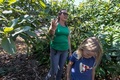 米カリフォルニア州カーピンテリアのアボカド農園で、大麻栽培の臭いの問題を訴える女性（2019年8月6日撮影）。(c)DAVID MCNEW / AFP