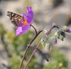 チリ・ウアスコ州で、アタカマ砂漠に咲いた花の蜜をすうチョウ（2015年9月27日撮影）。(c)AFP/CARLOS AGUILAR
