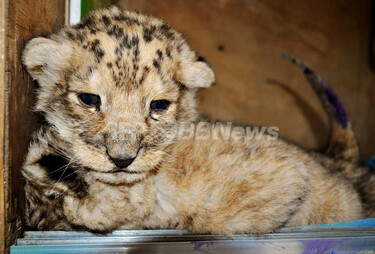 母親に育児放棄された赤ちゃんライオンを保護、中国 写真2枚 国際