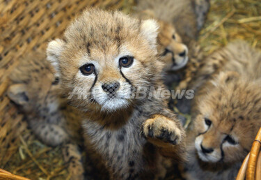 かわいらしいチーターの赤ちゃん、ドイツ 写真2枚 国際ニュース：AFPBB