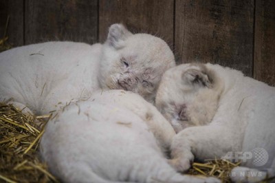 そろってお昼寝、ホワイトライオンの赤ちゃん 仏動物園 写真9枚
