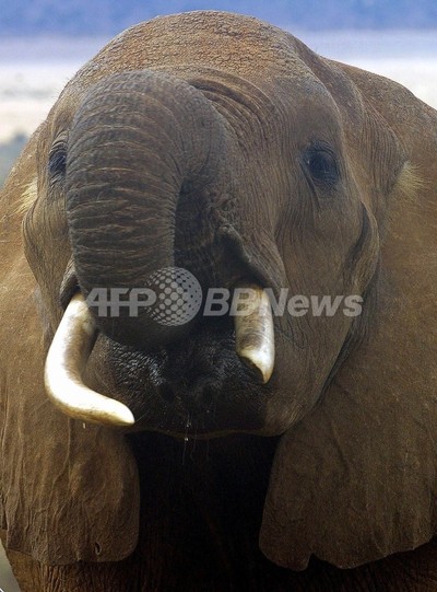 マンモスのゲノム解読に前進、ゾウとの違いは0.6% 写真1枚 国際