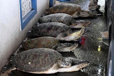 絶滅危惧のアオウミガメ11匹の密輸阻止 インドネシア