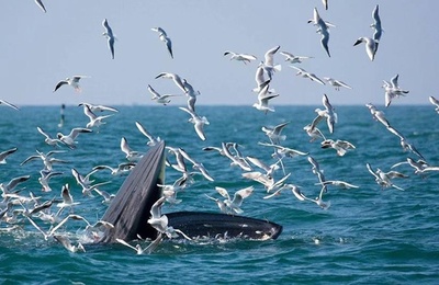 中国は初のニタリクジラの重要生息地を設立