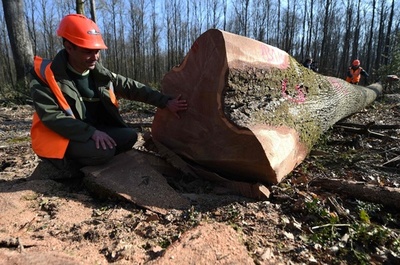 ノートルダム大聖堂再建へ、木の選定作業始まる 仏