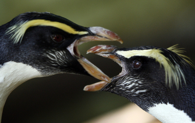 絶滅危ぐ種のペンギン、繁殖プログラムで「お見合い」 - オーストラリア