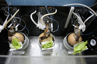 大気汚染の監視にカタツムリ抜てき、ロシア