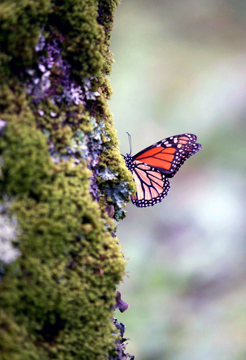 観光客の目を奪うチョウのオオカバマダラ