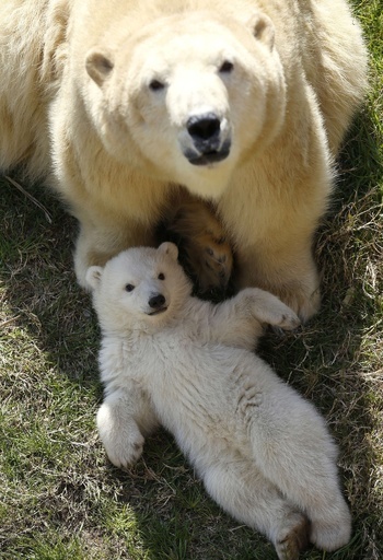 お母さんと日なたぼっこ、ホッキョクグマの赤ちゃん 南仏