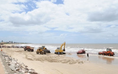 巨大なクジラの死骸、街の浜辺に ウルグアイ