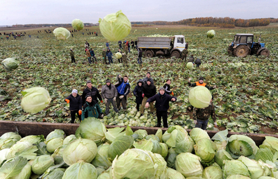 本日の戦場はキャベツ畑、兵士が収穫に協力 ベラルーシ