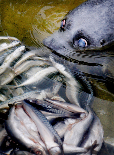 世界最高齢の飼育アザラシが死ぬ、オランダ