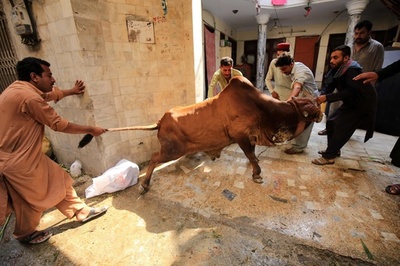 イスラム教の犠牲祭、いけにえにささげられる動物たち