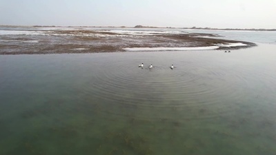 動画:解氷が始まったタリム川に渡り鳥が飛来 中国新疆ウイグル自治区