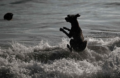 【今日の1枚】波と戯れる犬 エルサルバドル