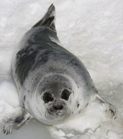 迷いアザラシ40頭、町をウロウロ…事故も 当局に対応要請 カナダ