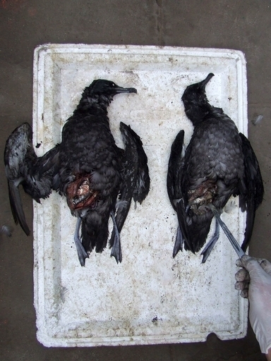 チリ海岸でも海鳥が大量死、漁網が原因か