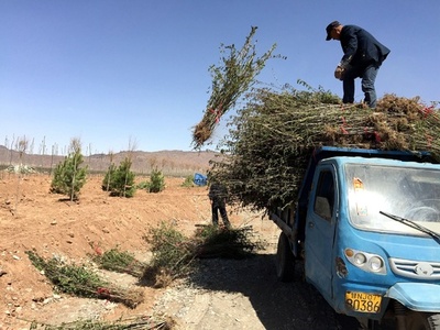 土の山を緑に…74歳の日本人、甘粛省の植林活動に注力