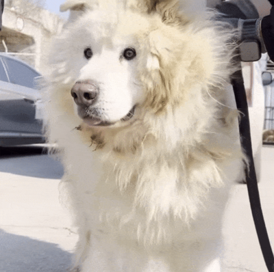 人を噛んで死なせた犬、韓国の愛護団体が引き取り波紋…「安楽死させなくてよいのか」