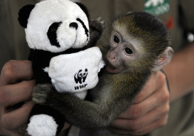 リオに「動物保育所」オープン、育児放棄の赤ちゃんたちを保護