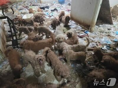 韓国・劣悪環境で放置されたプードル子犬、医療支援を受けて新生活へ
