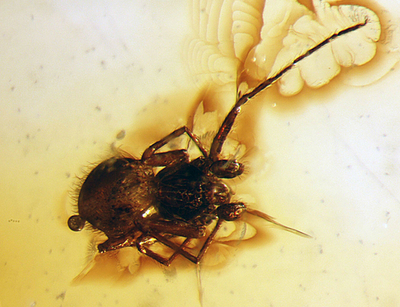 2000万年前の昆虫たち、当時の姿のまま 南米ペルーの琥珀