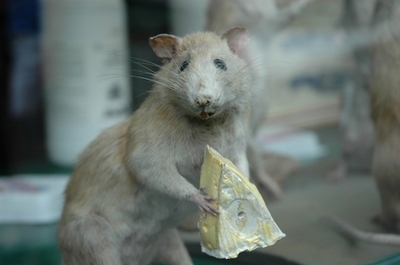 ｢食糧価格高騰を救えるのはネズミ食｣、インド・ビハール州で奨励