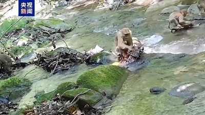 中国国家一級保護対象のキタブタオザル 雲南省の瀾滄江自然保護区で群れを確認