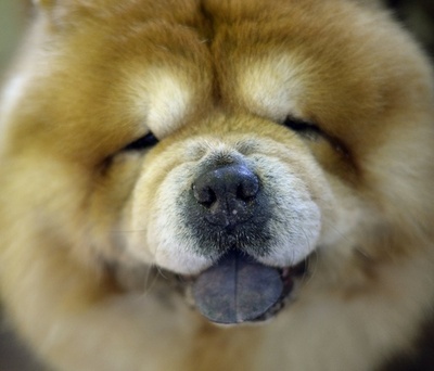 「美犬」大集合、ウエストミンスター・ケンネル・クラブ・ドッグショー