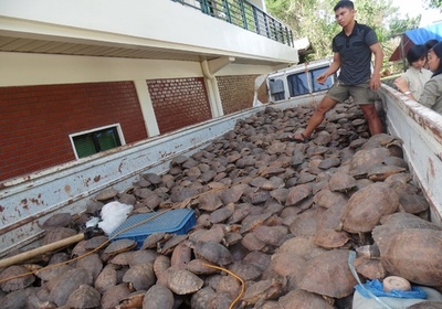 絶滅危惧種含むカメ4000匹超、フィリピンで保護