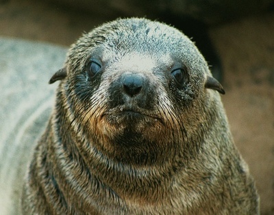 ナミビア繁殖地でオットセイ大量死、流産などで推計7000頭