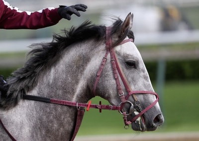 ケンタッキーダービーに挑むラニ、どれだけ走れるかは未知数