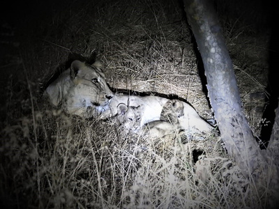 雌ライオンがヒョウの赤ちゃんを「養子」に、わが子と共に育てる インド