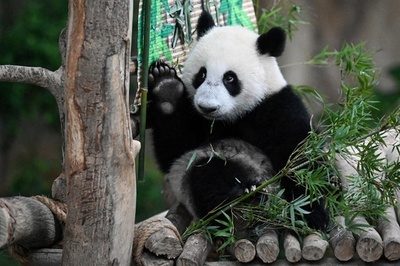 国立動物園の赤ちゃんパンダ、シェンイー マレーシア首都