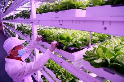 土壌も太陽光も不要の野菜工場 福建