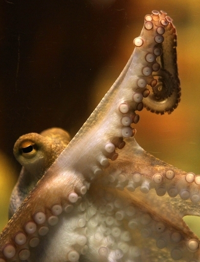 「パウル2世」をお披露目、W杯占いタコの後継 独水族館