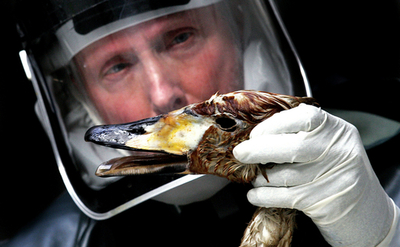 ＜鳥インフルエンザ＞英国東部のウイルスはH5N1型と確認 - ベルギー