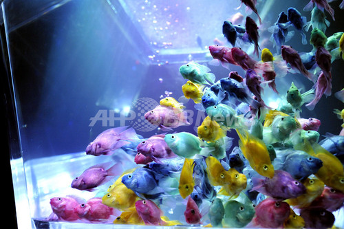 金魚と目が合う 都内で アートアクアリウム展 写真12枚 ファッション ニュースならmode Press Powered By Afpbb News