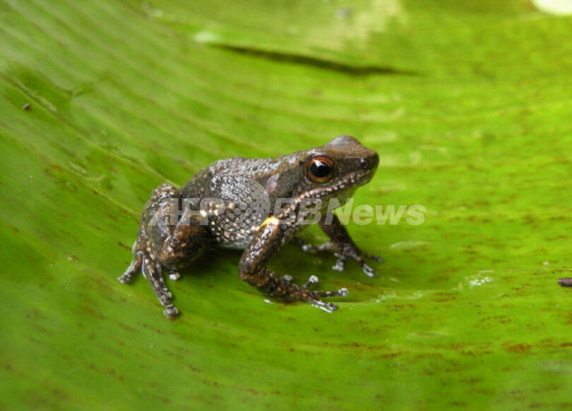 新種の両生類10種、コロンビアで発見される NGOなどによる調査