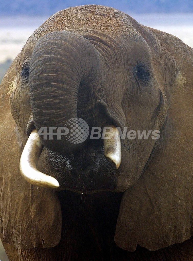 マンモスのゲノム解読に前進、ゾウとの違いは0.6%